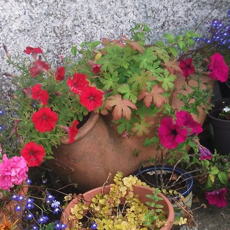 Fuchsia House Bed And Breakfast Connemara Ренвайл Экстерьер фото