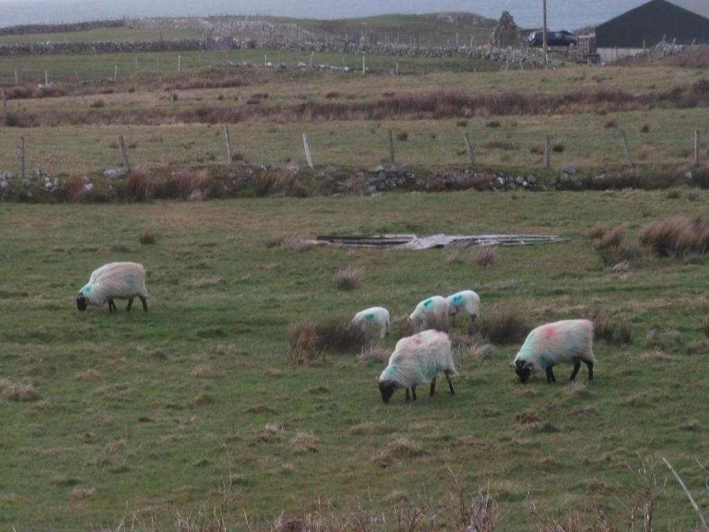 Fuchsia House Bed And Breakfast Connemara Ренвайл Экстерьер фото
